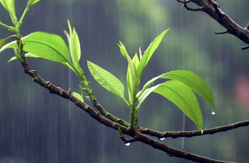 带“雨”字富有诗意的好名字