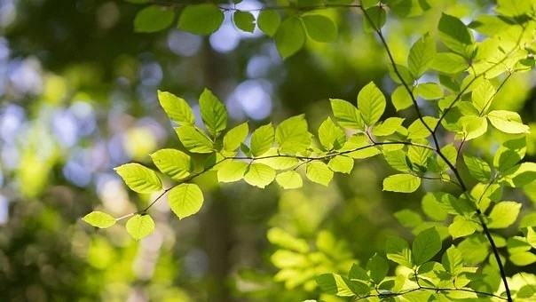 属龙的人4月份出生是什么命 属龙人生于农历四月的命运